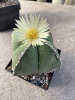 Astrophytum myriostigma 4rippig